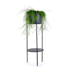Ent large black